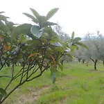 Agriturismo Il Casotto Bauernhof Maida